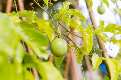 p_fruit